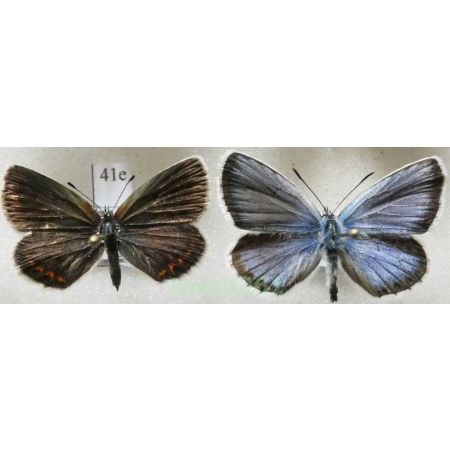 Plebejus argus (Linnaeus, 1758) pair Poland41e